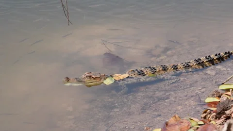Young Siamese Crocodile in nature. Stock Footage 330948369
