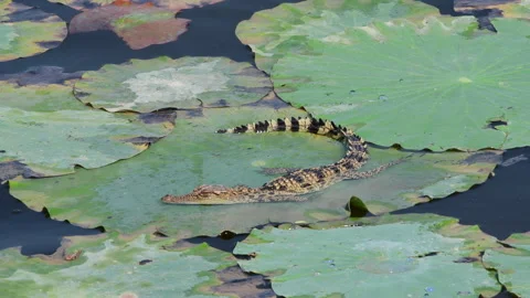 Young Siamese Crocodile in nature. Stock Footage 330948410