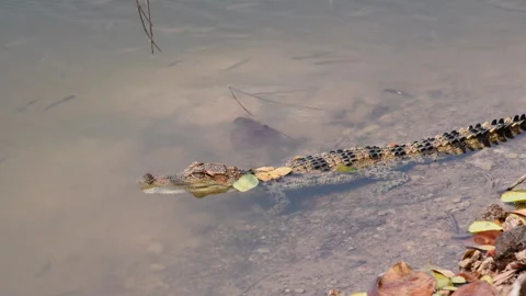 Young Siamese Crocodile in nature. Video stock 330948599