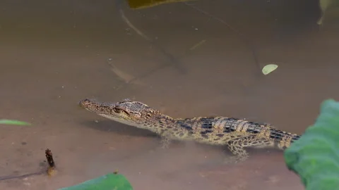 Young Siamese Crocodile in nature. Stockbeeldmateriaal 330948670
