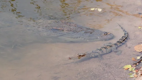 Young Siamese Crocodile in nature. Stock Footage 330948923