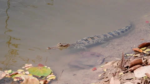 Young Siamese Crocodile in nature. Stock Footage 330949294