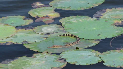 Young Siamese Crocodile in nature. Stock Footage 330949323