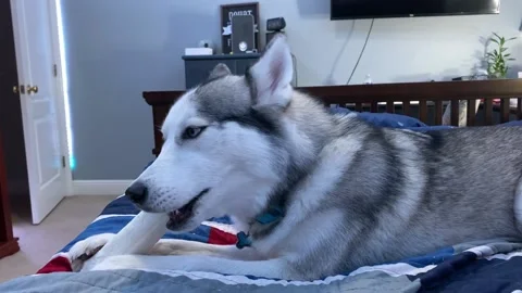 Young Siberian Husky Chewing on a Bone with Audio. Stock Footage 157375170