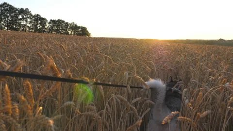 Young siberian husky dog pulling the leash during walking across tall spikelets Stock Footage 104084256