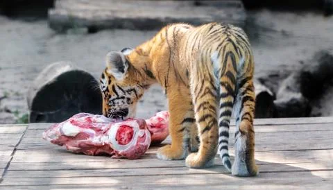Young Siberian tiger Stock Photos
