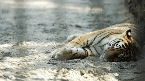Young Siberian tiger sleeping (tracking) Stock Footage 142339669