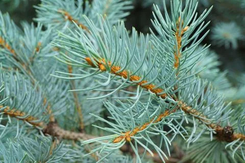 Young side view of branches with needles of blue spruce Picea pungens  Stock Photos