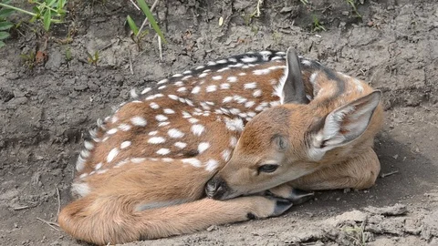 Young sika deer Video stock 101679272