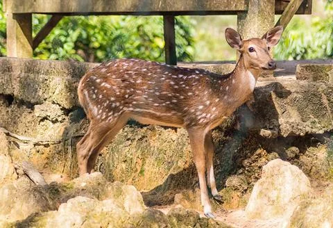 Young sika deer Stock Photos
