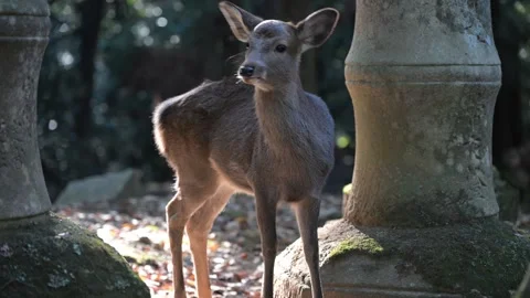 Young sika deer scratching and looking around in Nara Park Vídeo Stock 308418896