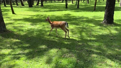 A young sika deer walks through the green grass in a sunlit forest park Stock Footage 337434289