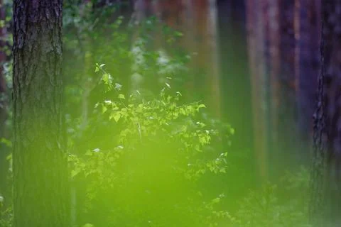 Young silver birch in forest Stock Photos