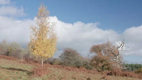 A young Silver Birch tree in autumn colours, Britain, UK Stock Footage 321026179