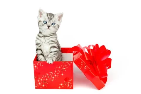 Young silver tabby cat standing in red box with stars Stock Photos