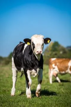 Young Simmental Foto stock