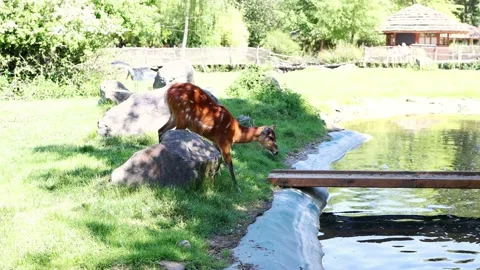 Young sitatunga or marshbuck eating grass near the lake Stock Footage 239306169
