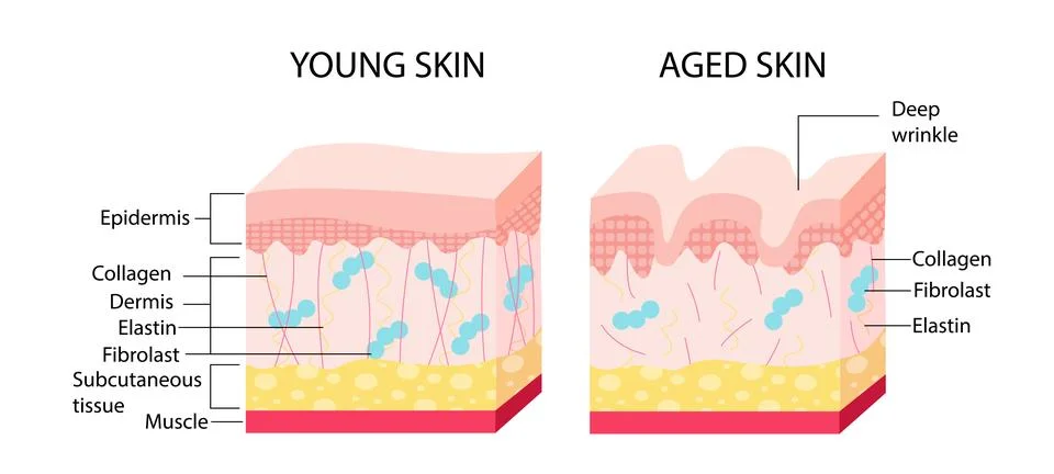 Young skin aging vector concept Stock Illustration