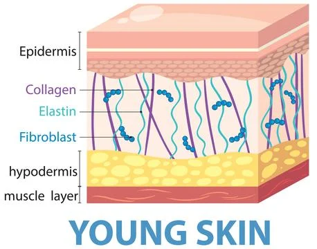 Young Skin Structure Diagram Stock Illustration