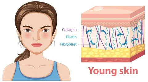 Young Skin Structure Illustration Stock Illustration