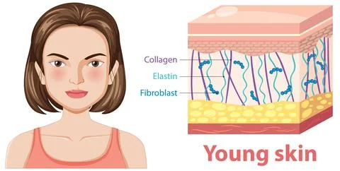 Young Skin Structure Illustration Stock Illustration