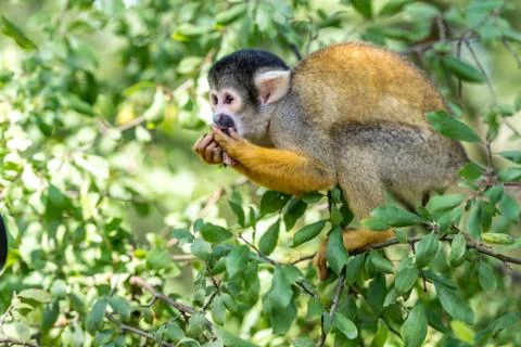 Young skull monkey is eating Stock Photos