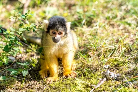 Young skull monkey sits on the ground Stock Photos