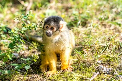 Young skull monkey sits on the ground in the sun Stock Photos