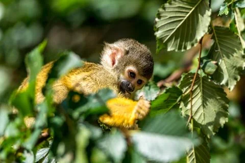 Young skull monkey sits in the tree Stock Photos