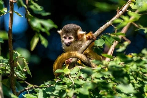 Young skull monkey sits in the tree and plays Stock Photos