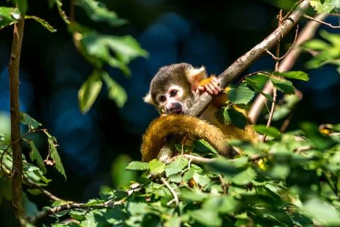 Young skull monkey sits in the tree and plays with his tail Stock Photos