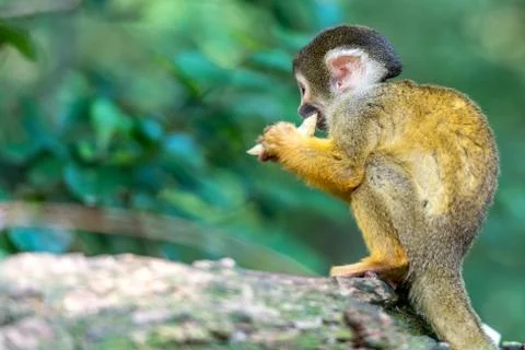 Young skull monkey is sitting on a stone eating Stock Photos