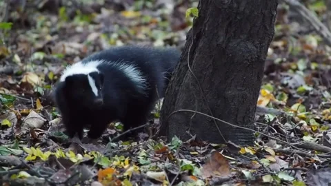 Young skunk Stock Footage 142690583