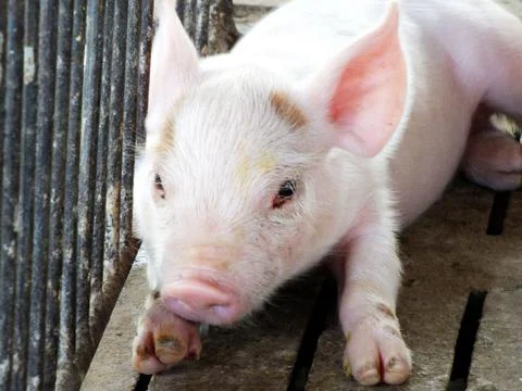 Young sleeping pig after sucking in shed Stock Photos