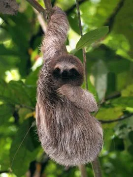 Young sloth Stock Photos