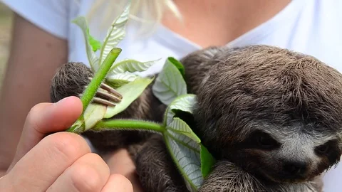 Young sloth in woman's hands 스톡 동영상 70833826