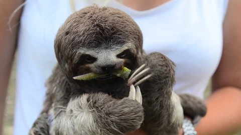 Young sloth in woman's hands 스톡 동영상 70833977