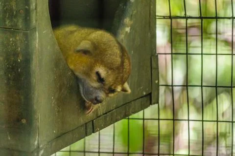 Young Sloth at Zoo 스톡 사진
