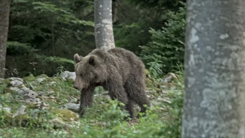 Young Slovenian Brown Bear Exploring Forest – 8K Cinematic Stock-Footage 320439676