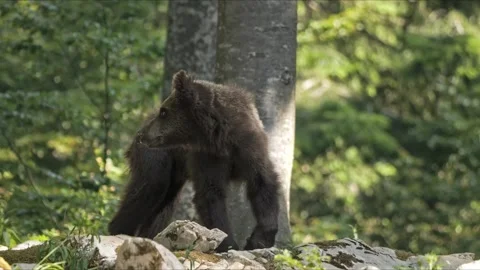 Young Slovenian Brown Bear – Fullframe 8K Cinematic 스톡 동영상 320439642