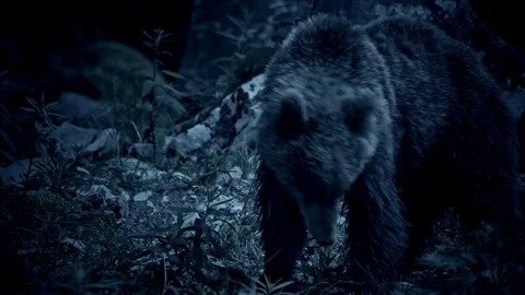Young Slovenian Brown Bear Roaming and Scratching – Night Forest 8K Cinematic Видео 320439682