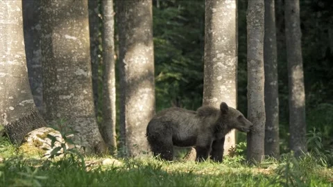 Young Slovenian Brown Bear Under Ancient Trees – 8K Cinematic Stock-Footage 320439674