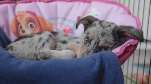 Young Slow motion border collie blue merle puppy Stock Footage 118925296