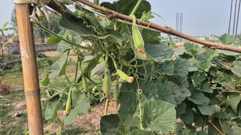 Young Small Bottle Gourds Emerging on Bamboo Trellis System 库存影片 337015166