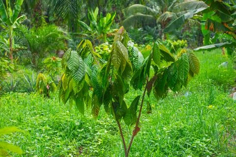 Young small broad leaf tree seedling growing vibrantly in a lush green gras.. Stock Photos