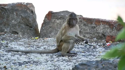 Young small brown monkey eating Stock Footage 74940280