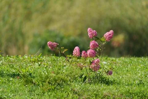 A young small bush of pink hydrangea. 스톡 사진