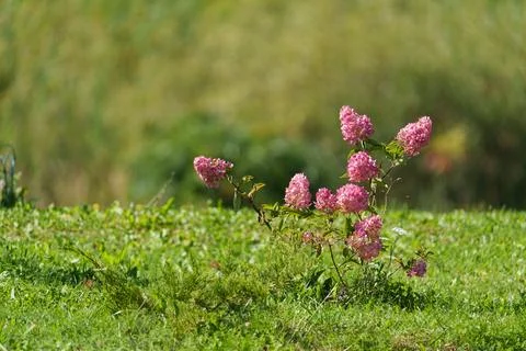 A young small bush of pink hydrangea. 写真素材