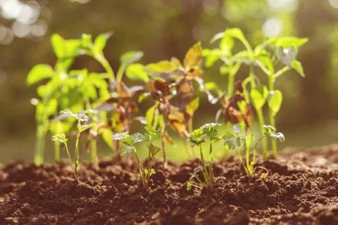 Young small colored plants under the sunshine Foto stock