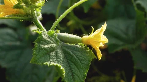 A young small cucumber with a flower on the stem of a cucumber. Stock Footage 309176836